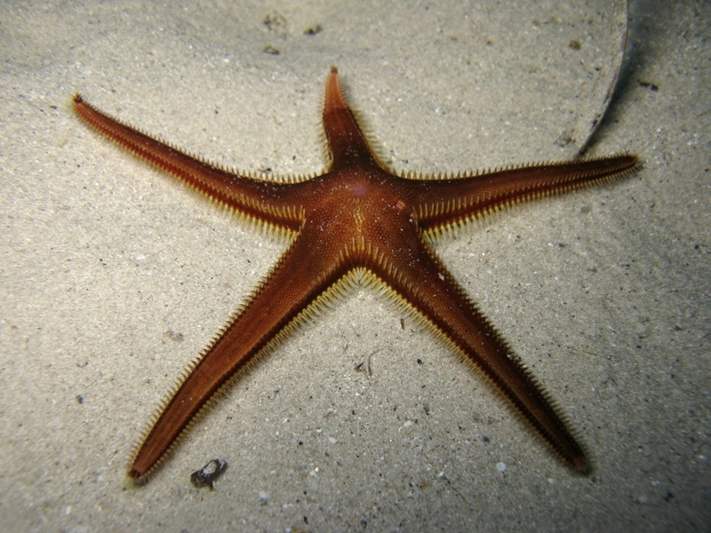 Astropecten bispinosus (Otto, 1823)